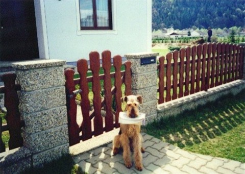 Elly (9)
