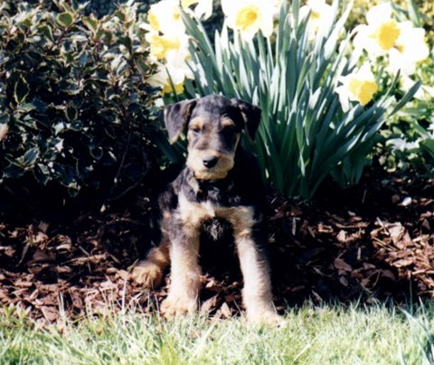 Aero (14)